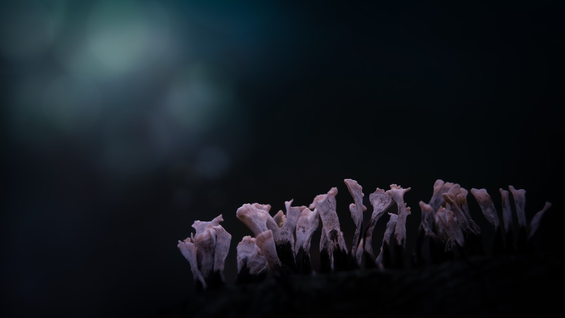 geweizwammetjes in het licht