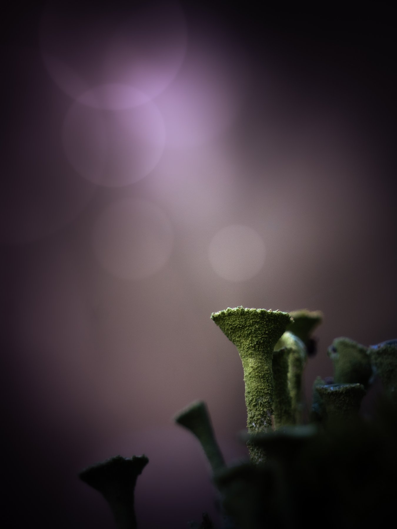 kopjesbekermos in het licht