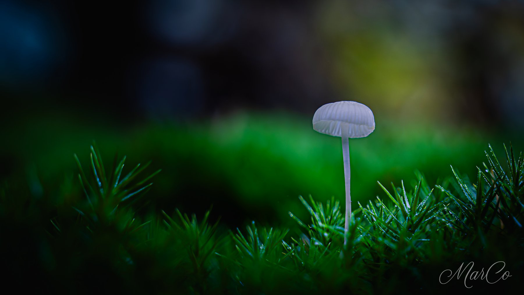 mycena 2