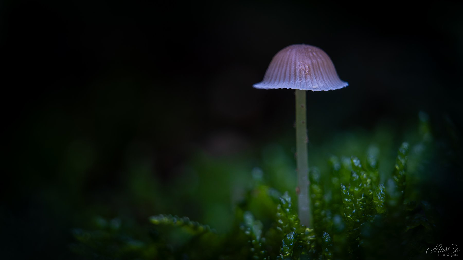 mycena 4