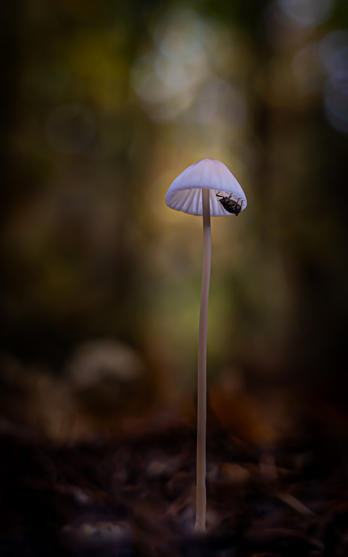 mycena met kever