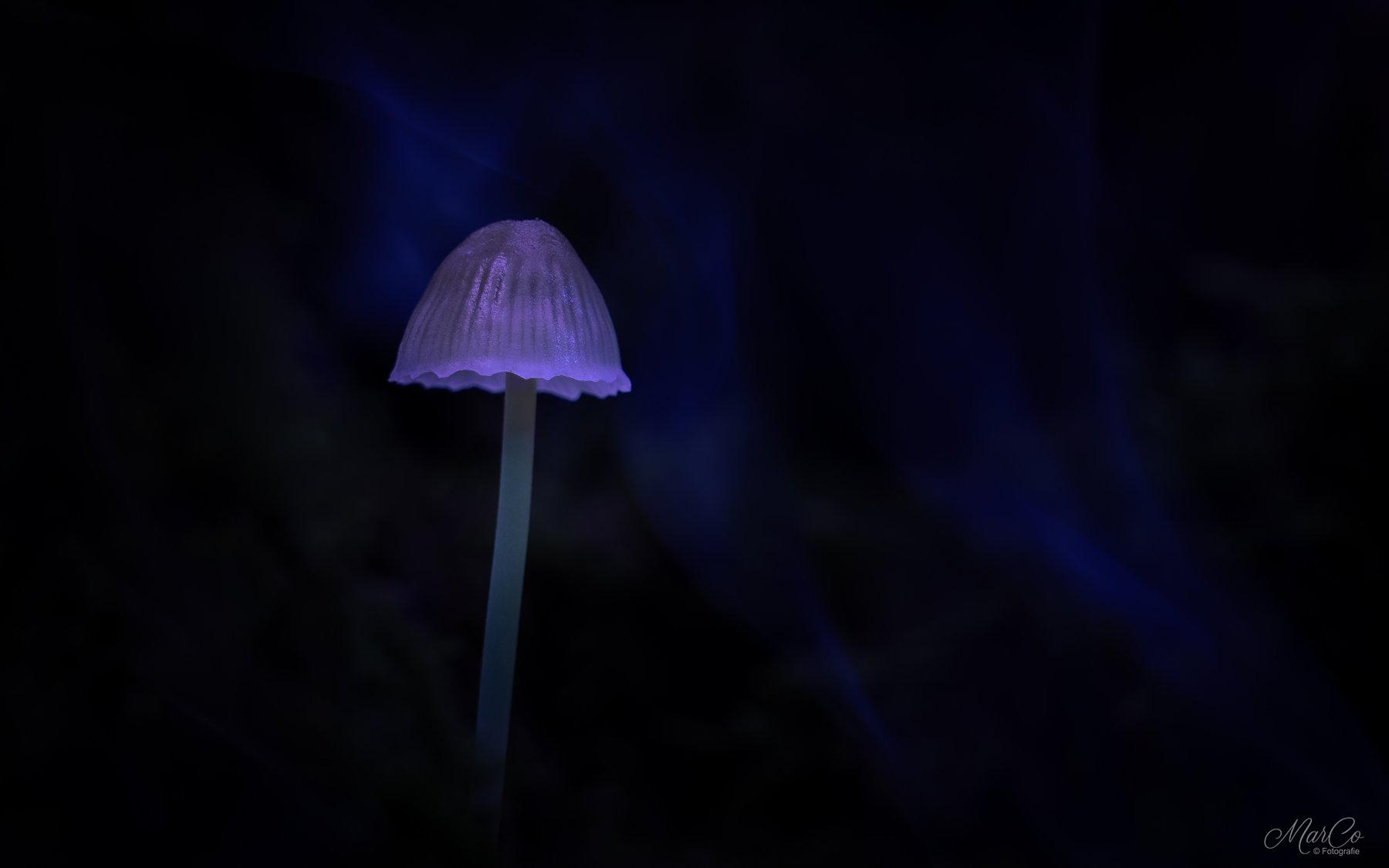 mycena met rook