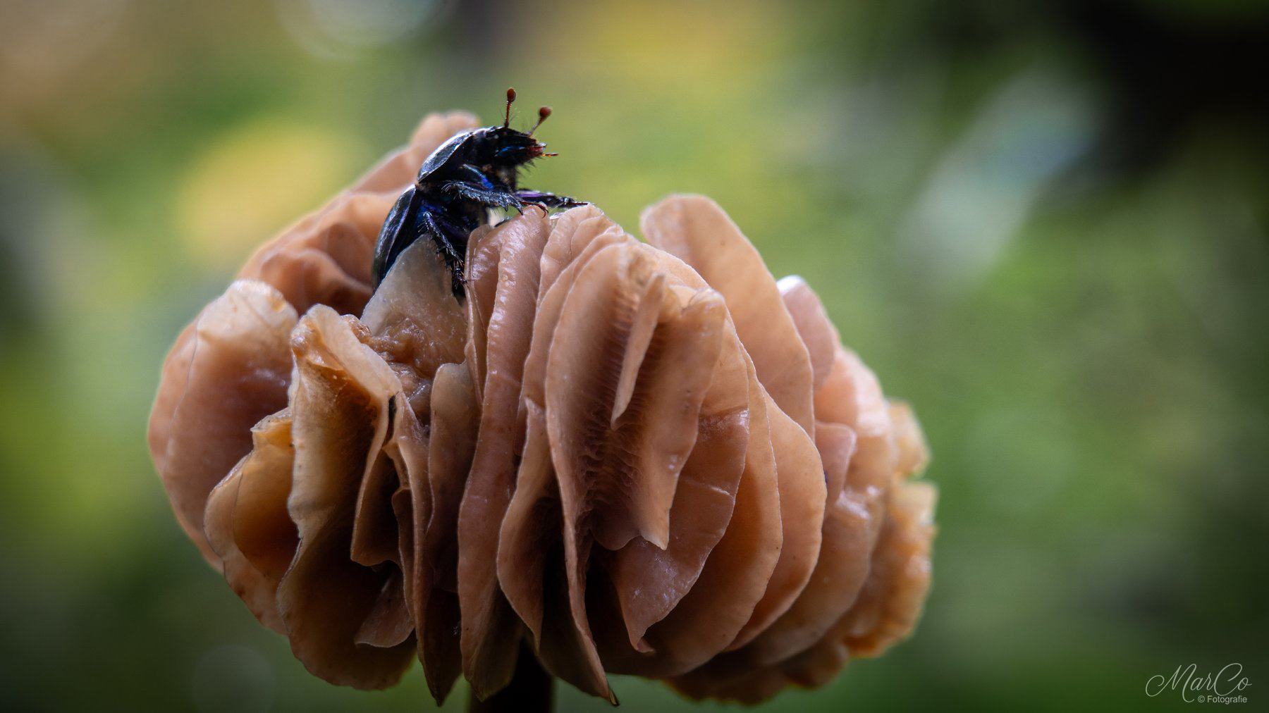 paddenstoel met mestkever