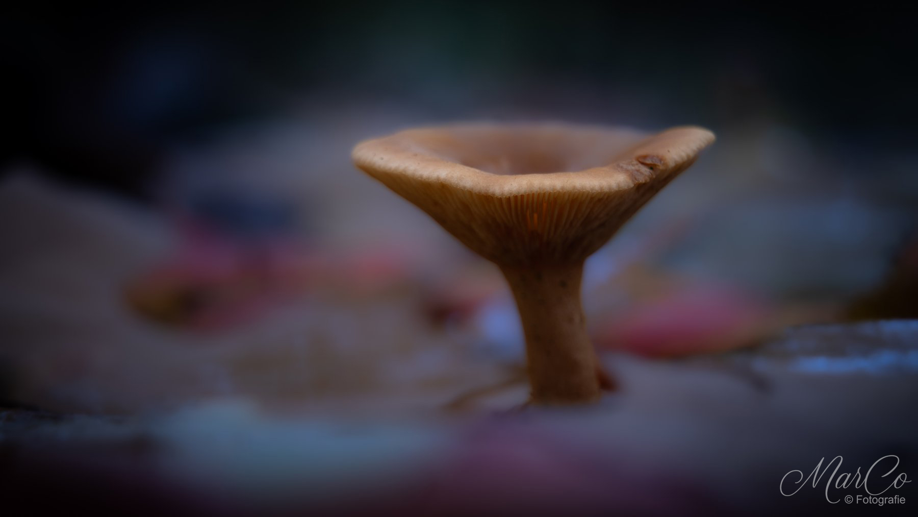 rimpelende melkzwam 1