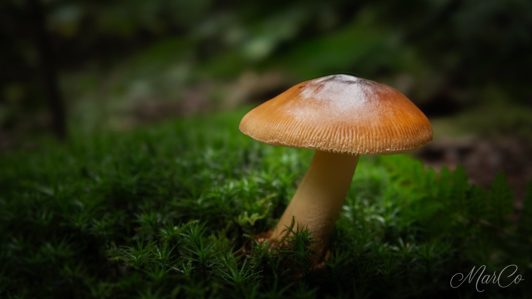 roodbruine slanke ameniet