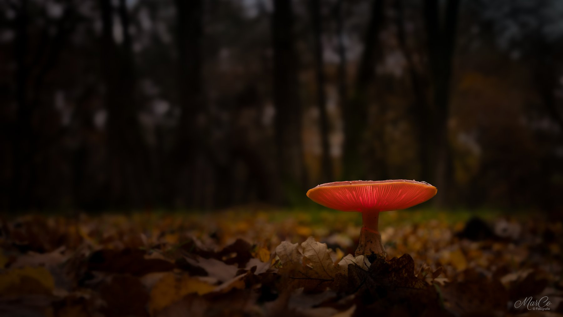 vliegenzwam lightpainting-2