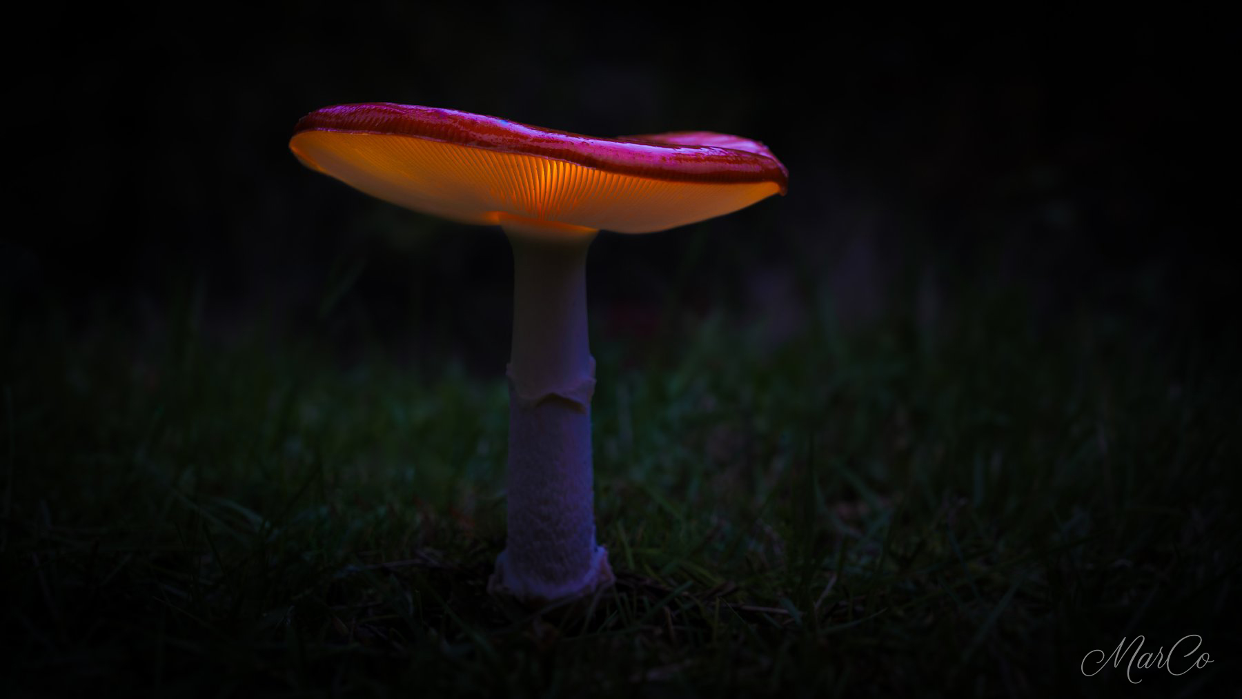 vliegenzwam lightpainting