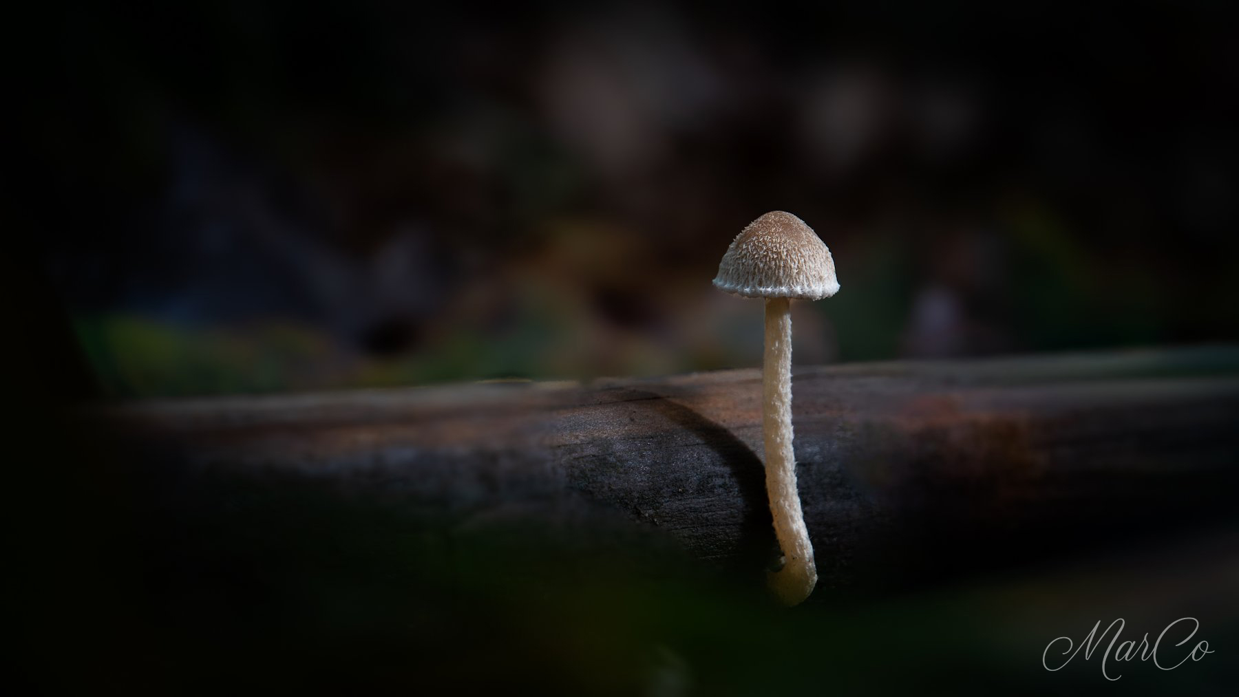 wollige-franjehoed 1